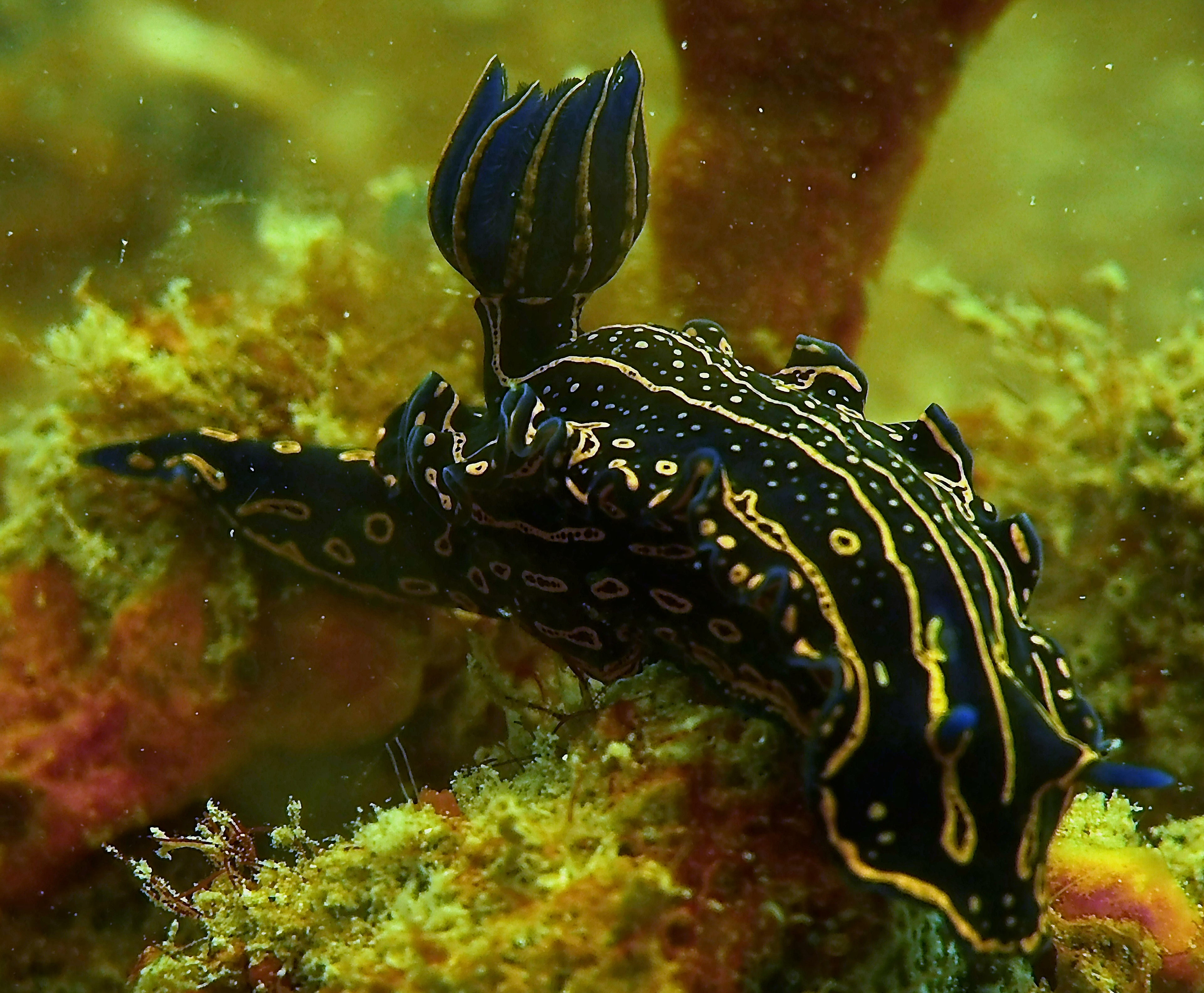 Captain's Chronicles March 2022